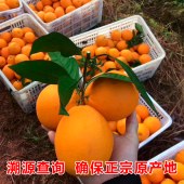 莲花井牌赣南脐橙(5斤装)珍珠橙